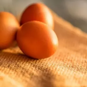 Ali lahko piščanec nosi jajca brez petelina, kakšno vlogo igra petelin v piščančjem coopu in ali je mogoče brez njega storiti? Miti in njihove zavrnitve